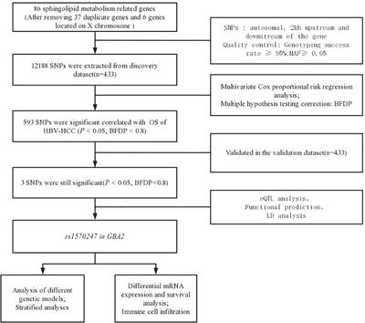 Associations between genetic variants in sphingolipid metabolism pathway genes and hepatitis B virus-related hepatocellular carcinoma survival